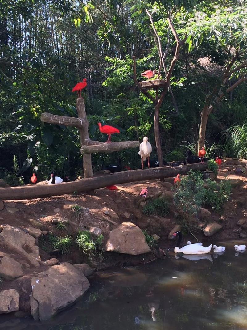Recinto das aves guarás (Eudocimus ruber) no Jardim Zoológico GramadoZoo