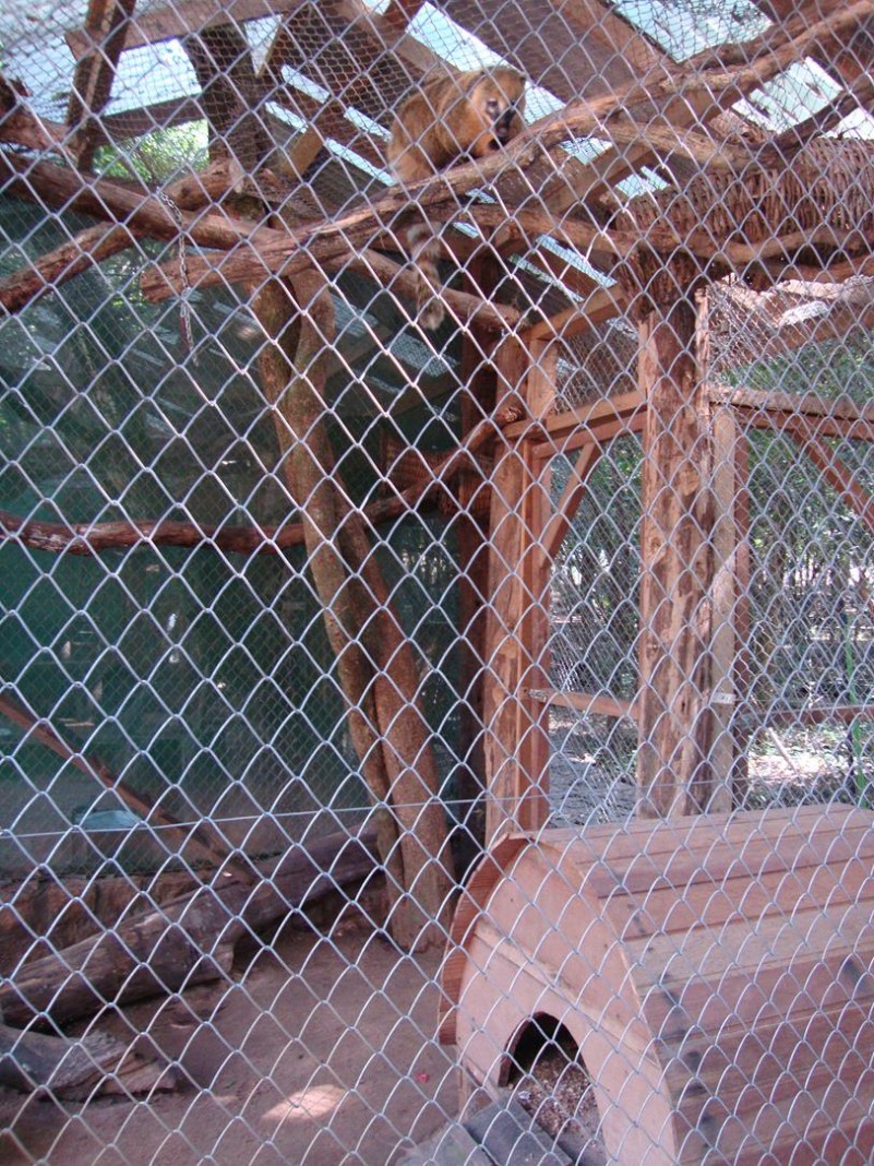 Recinto dos quatis (Nasua nasua) no Zoológico Municipal de Canoas