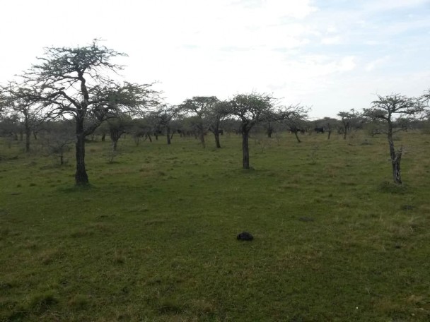 Parque Estadual do Espinilho, uma das Unidades de Conservação do RS.