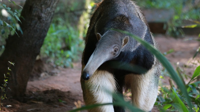 Kiara nasceu em São Paulo e agora vive no Parque Zoológico de Sapucaia do Sul 