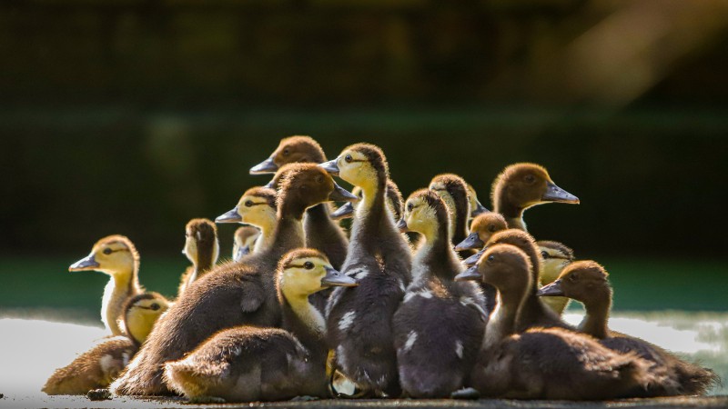 Visitação zoológico