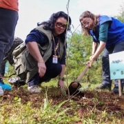 Secretária Marjorie Kauffmann e outra mulher estão agachadas e seguram uma pá. As duas estão plantando uma muda de árvore da espécie Angico.