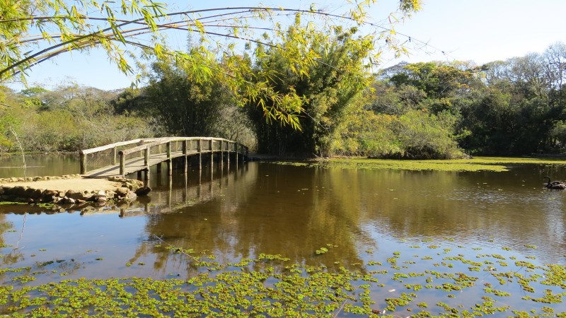 a imagem mostra um lago, no Jardim Botânico, com árvores em volta e o reflexo dessas árvores no lago. No canto esquerdo, uma ponte curvada de madeira.