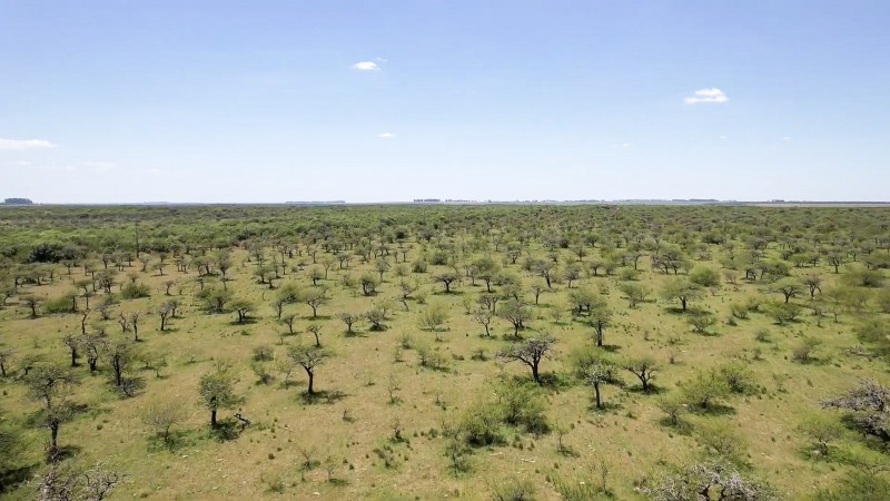 Imagem aérea do Parque Estadual do Espinilho, mostrando a sua fitofisionomia, com algorrobos, inhanduvais e espinilhos. A foto foi tirada por volta do meio-dia, o céu está com poucas nuvens.