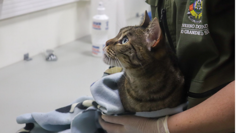 Fauna Dom&eacute;stica