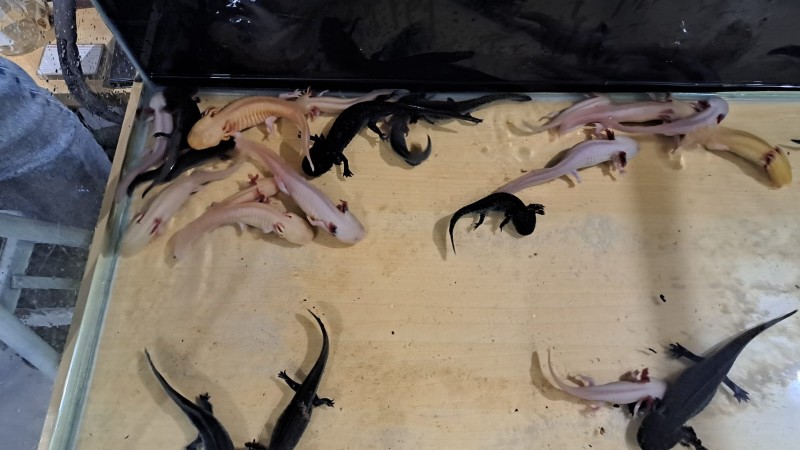 A imagem mostra um aqu&aacute;rio com diversos axolotes (esp&eacute;cie de salamandra aqu&aacute;tica), vistos de cima. Eles est&atilde;o divididos entre duas colora&ccedil;&otilde;es predominantes: alguns t&ecirc;m colora&ccedil;&atilde;o clara, entre branco rosado e amarelado, com br&acirc;nquias vis&iacute;veis e avermelhadas; outros s&atilde;o completamente pretos. Est&atilde;o distribu&iacute;dos pelo fundo do aqu&aacute;rio, que tem um tom bege claro, com parte da &aacute;gua visivelmente mais escura no canto superior esquerdo. O ambiente ao redor parece ser um local fechado, com objetos e equipamentos vis&iacute;veis fora do aqu&aacute;rio.