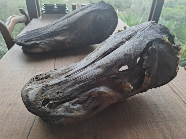 Sobre uma mesa de madeira, há duas grandes cabeças secas de peixe, aparentemente do tipo surubim. As cabeças estão enrijecidas e ressecadas, com detalhes visíveis das estruturas ósseas e pele escurecida, parcialmente rompida em algumas áreas. Elas estão posicionadas lado a lado, uma em primeiro plano (mais próxima da câmera) e a outra mais ao fundo. Ao fundo da imagem, é possível ver cadeiras, pratos empilhados e uma ampla janela com vista para uma área verde externa. A iluminação natural evidencia a textura áspera das cabeças e o aspecto rústico da cena.