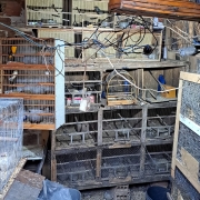 A imagem mostra um ambiente improvisado e bastante precário, cheio de gaiolas com diversas aves no interior. As estruturas são feitas de madeira e arame, muitas delas velhas, desgastadas e sujas. As gaiolas estão empilhadas e ocupam praticamente todas as paredes do espaço. Há fios elétricos soltos e emaranhados pendurados no teto, criando um aspecto desorganizado e inseguro. No chão e nas superfícies vê-se acúmulo de sujeira, restos de ração e fezes. Algumas aves aparecem visivelmente dentro das gaiolas — pequenas, de cores variadas, como amarelo e verde. Todo o ambiente transmite sensação de improviso, superlotação e condições inadequadas para manter animais.