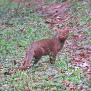 GATO MOURISCO JPG