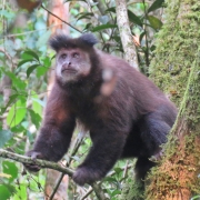 MACACO PREGO JPG