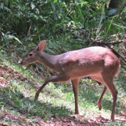 VEADO CATINGUEIRO JPG