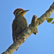 PICA PAU DOURADO JPG