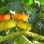 Flor de fogo ( Combretum fruticosum)