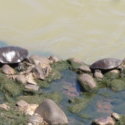 Cágado de ferradura (Phrynops williamsi)