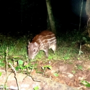 Paca (Cuniculus paca)