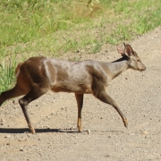 Veado catingueiro (Mazama goauzoubira)