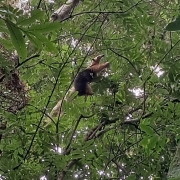 Tamanduá mirim (Tamandua tetradactyla)