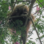 Ouriço cacheiro Sphiggurus sp 