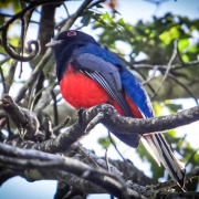 Surucuá variado (Trogon surrucura)