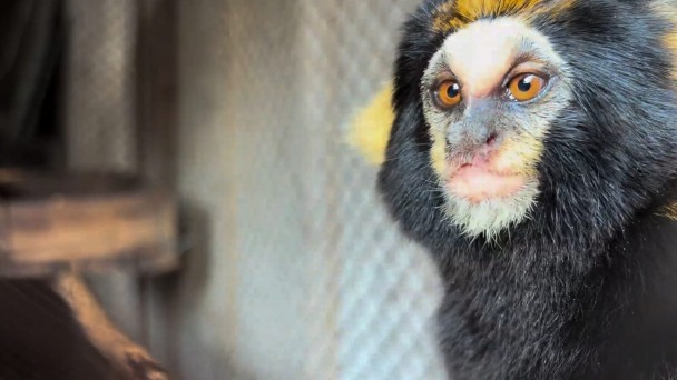 Uma sagui f&ecirc;mea da esp&eacute;cie Callithrix Aurita (sagui-da-serra-escuro) &eacute; a mais nova moradora do Parque Zool&oacute;gico (Zoo), em Sapucaia do Sul