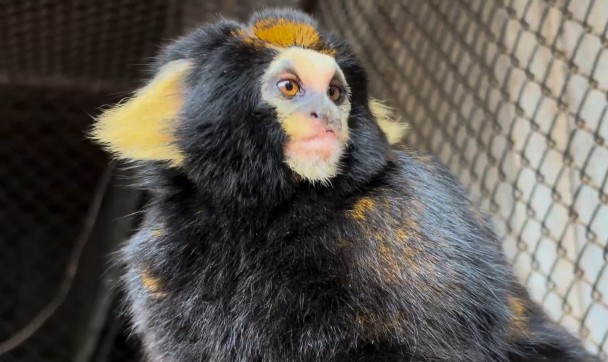 Mila, sagui-da-serra-escuro, chegou hoje ao Zoo para integrar o programa de conservação da espécie