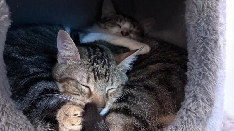 gatinhos