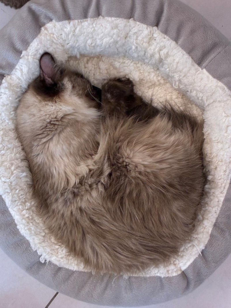 gatinho 